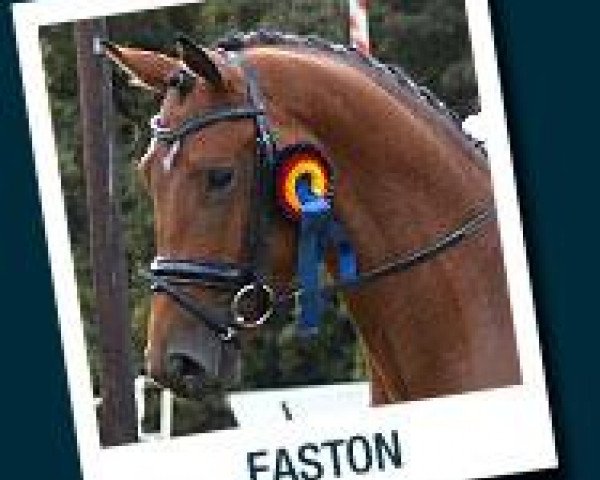 stallion Easton (Trakehner, 2009, from Gribaldi)