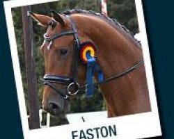 stallion Easton (Trakehner, 2009, from Gribaldi)