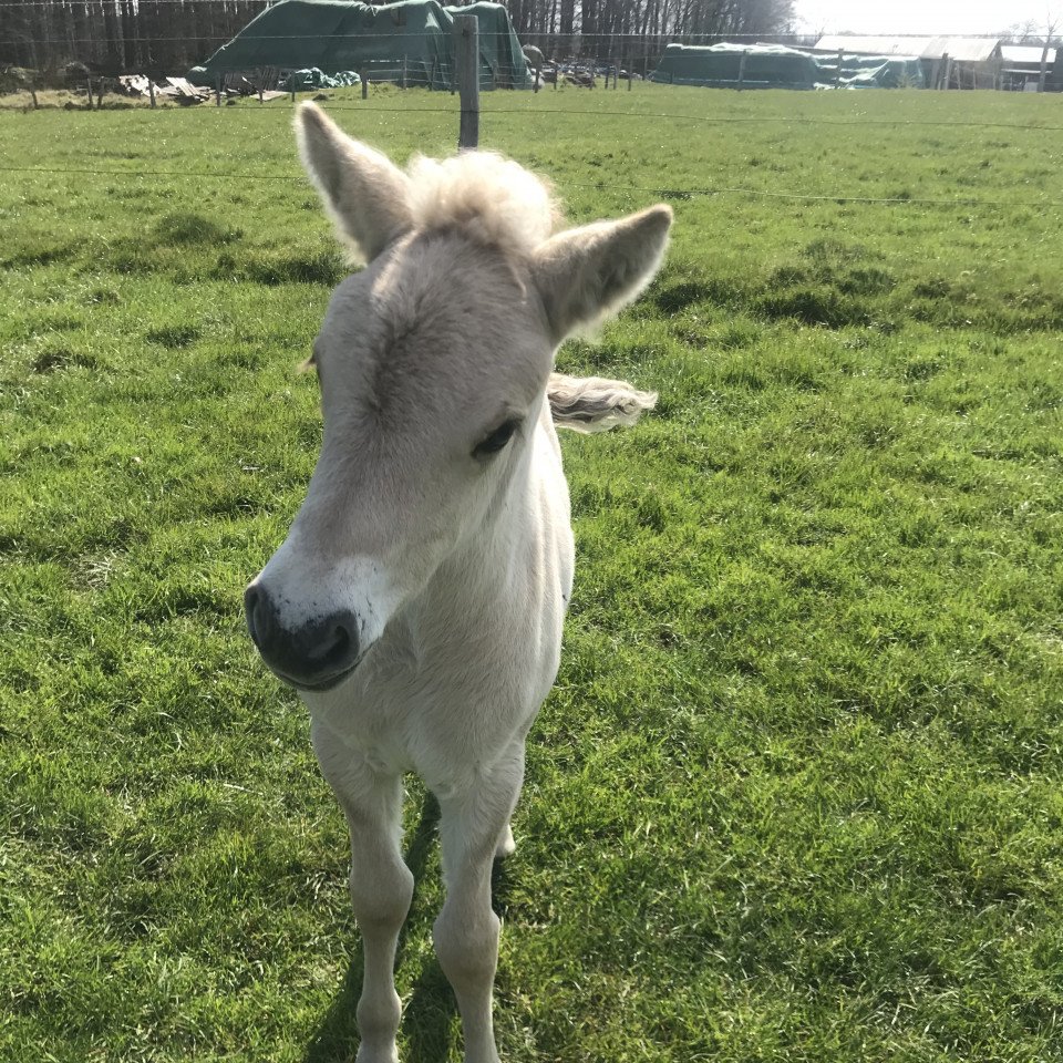 Pferd Kelda (Fjordpferd, 2021, von Resen N.2673)