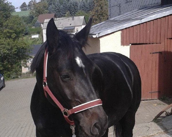 horse Uljana (Sachs-door. Heavy Warmbl., 2004, from Glenn)