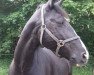 Zuchtstute Melissa (Schweres Warmblut, 1998, von Geron)