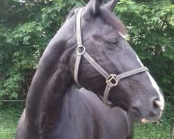 broodmare Melissa (Heavy Warmblood, 1998, from Geron)