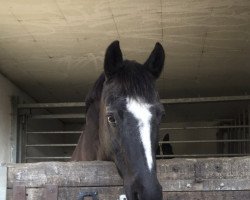 dressage horse Bolero 333 (German Riding Pony, 2002, from Black Horse 2)