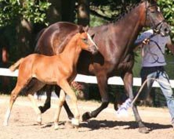 Zuchtstute She's a Lady (Trakehner, 2006, von Perechlest)