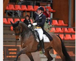 dressage horse Kontestro Db (Belgian Warmblood, 2010, from Contendro I)