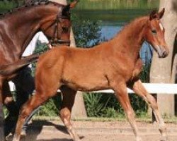 dressage horse Hippo's Orinoko (Trakehner, 2006, from Perechlest)