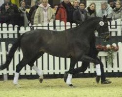 stallion Carus xx (Thoroughbred, 1999, from Taishan xx)