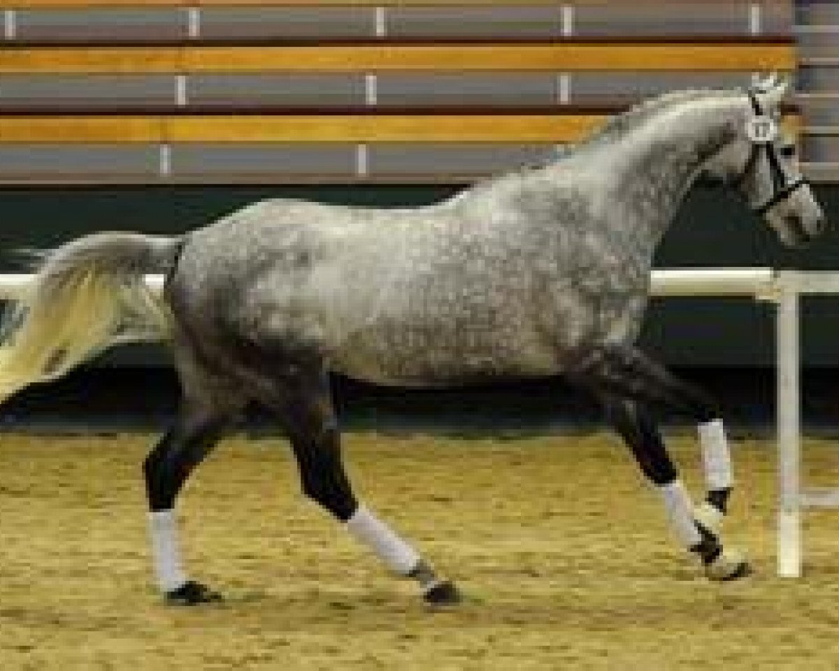 stallion Ratibor xx (Thoroughbred, 2003, from Cozzene xx)