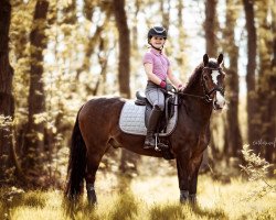 dressage horse S.Prime Time (New Forest Pony, 2005, from Orchid's Pride)