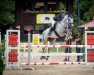 jumper Elliana (Oldenburg show jumper, 2014, from Elliot van Ter Hulst)