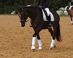 dressage horse Double or Nothing (German Sport Horse, 2014, from Decurio 3)