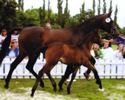 broodmare Palencia (Trakehner, 1999, from Tuareg)