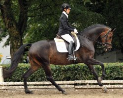 broodmare Karmencita PUR (Trakehner, 2010, from Insterburg TSF)