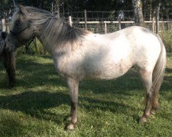 broodmare Coco Chanel (Dt.Part-bred Shetland pony, 2005, from Admiral)