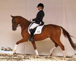 dressage horse Zimbal 3 (Trakehner, 2009, from Connery)