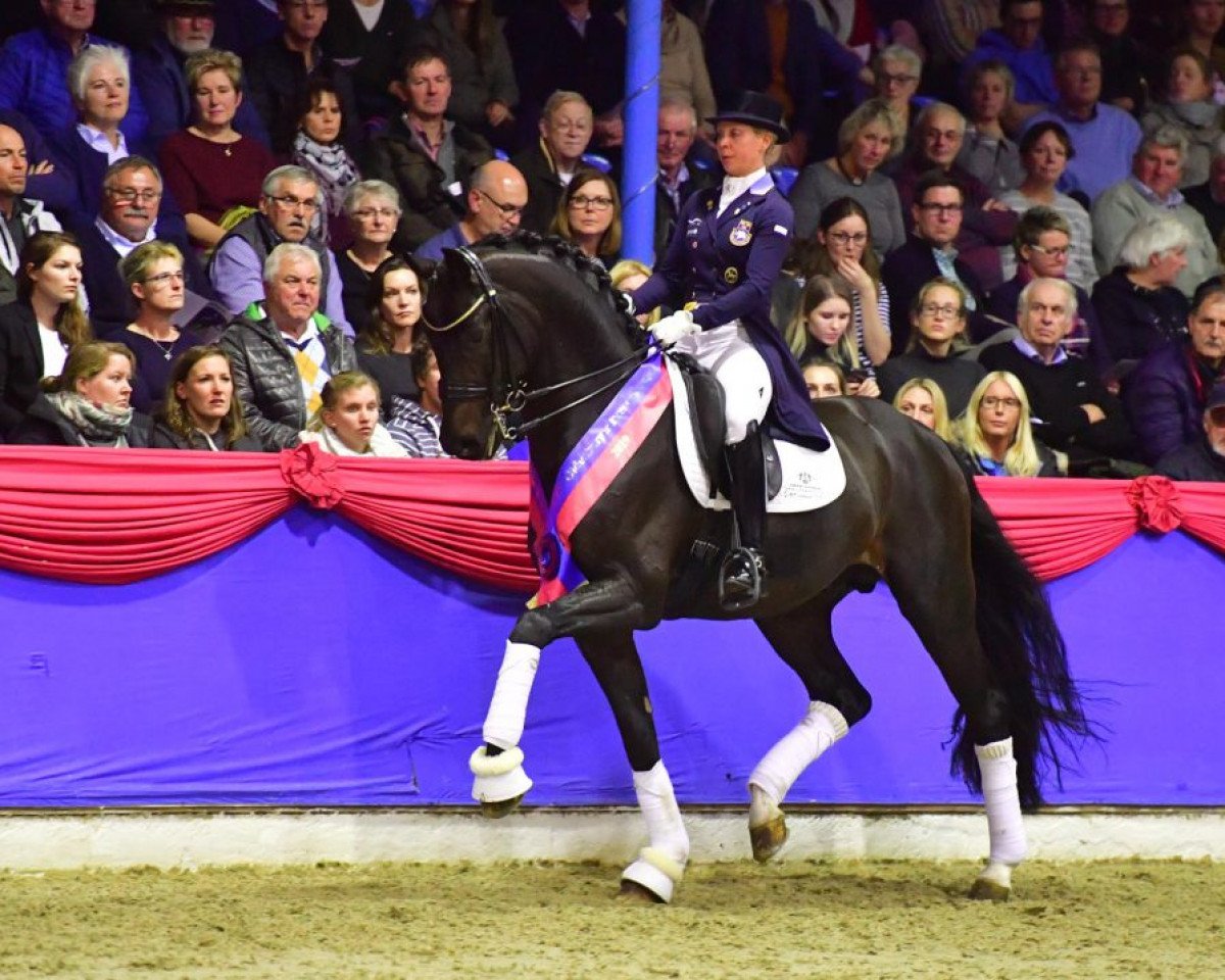 stallion For Romance I (Oldenburg, 2009, from Fürst Romancier)
