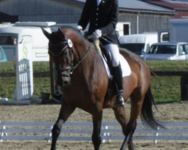 dressage horse Kaisarion (Trakehner, 1998, from Van Deyk)