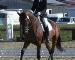 dressage horse Kaisarion (Trakehner, 1998, from Van Deyk)