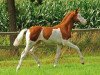 dressage horse Limerick (Trakehner, 2013, from Dürrenmatt (ex Domino))