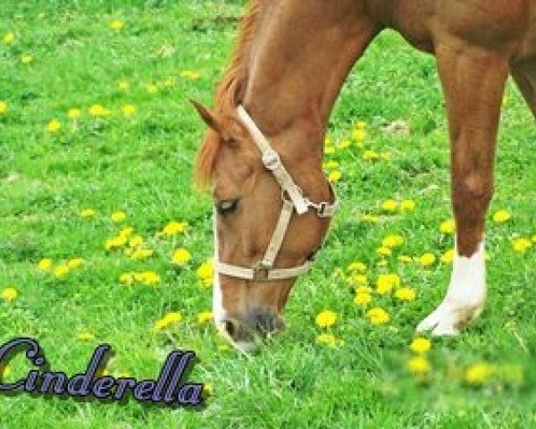 Zuchtstute Cinderella 516 (Nederlands Rijpaarden en Pony, 1998, von Carl)