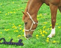 broodmare Cinderella 516 (Nederlands Rijpaarden en Pony, 1998, from Carl)