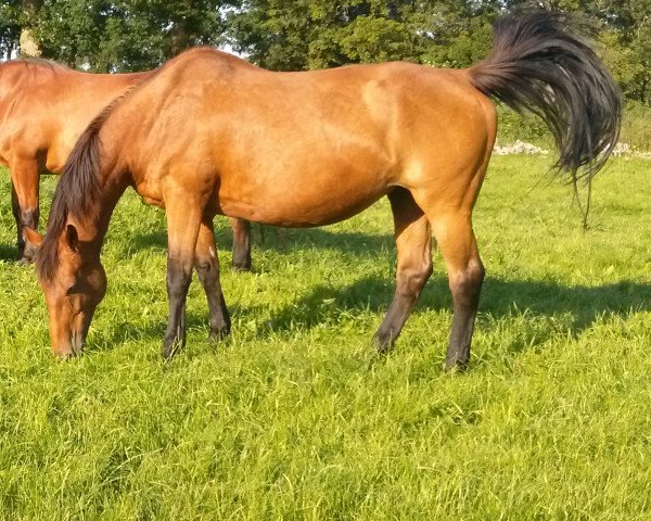 broodmare Great Lady (Holsteiner, 1992, from Lord Calando)