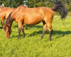 Zuchtstute Great Lady (Holsteiner, 1992, von Lord Calando)