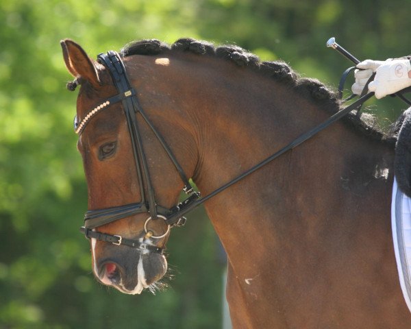 dressage horse Holsteins Offizier (German Riding Pony, 2001, from Orakel)