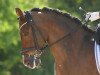 dressage horse Holsteins Offizier (German Riding Pony, 2001, from Orakel)