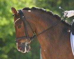 Dressurpferd Holsteins Offizier (Deutsches Reitpony, 2001, von Orakel)