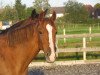 broodmare Wonderful Sunshine xx (Thoroughbred, 1998, from Neshad xx)