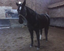 Pferd Rusty (Hannoveraner, 1996, von Ramiro's Son II)