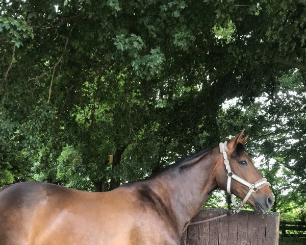 dressage horse Delandra (Westphalian, 2013, from Depeche Mode)