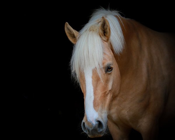 Zuchtstute djerba's dream (Deutsches Reitpony, 2009, von HET Golden Dream)