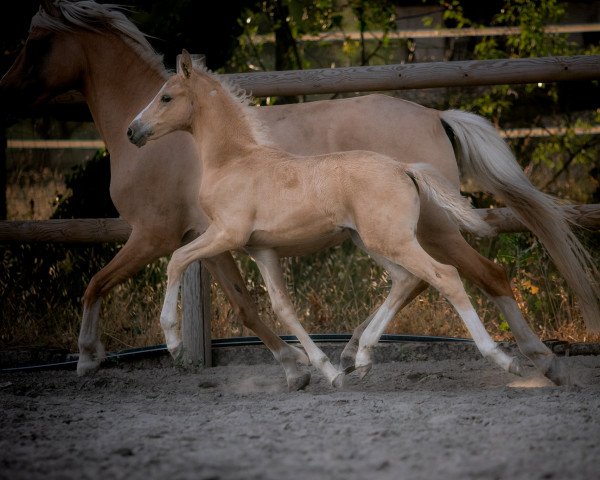 Dressurpferd lovely lightning 'song (Deutsches Reitpony, 2021, von FS Next Diamond)