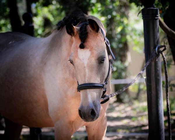 dressage horse chestnut caramel (German Riding Pony,  , from Caramel FH WE)