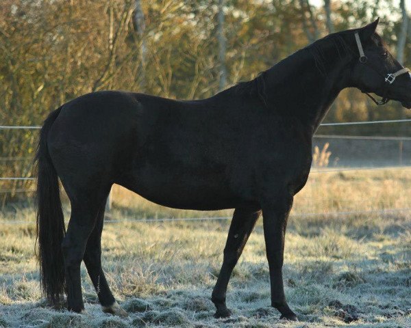 broodmare Happy-Sunshine (Hanoverian, 2004, from His Highness)