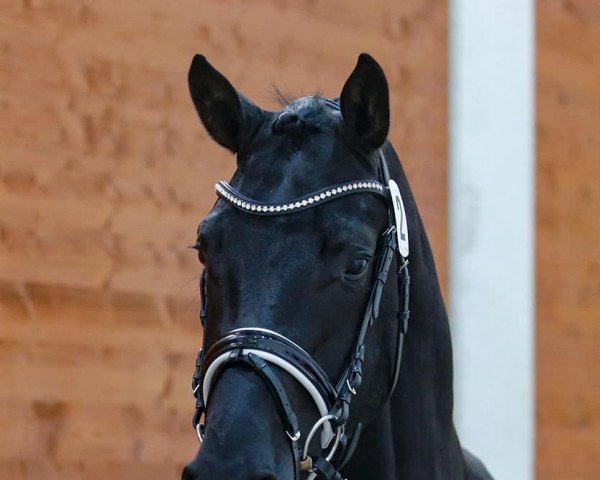 dressage horse Cantona 2 (Hanoverian, 2014, from Cadeau Noir)
