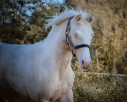 Dressurpferd be my ice queen rr (Deutsches Reitpony,  , von Herzzauber D)