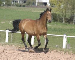 Zuchtstute Reality S (Hessisches Warmblut, 1990, von Rhode Island)