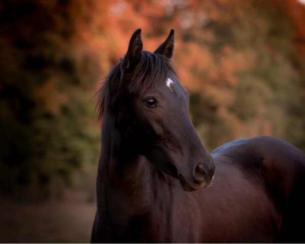 Dressurpferd dei feine sonf (Deutsches Reitpony,  , von D-Gold AT NRW)