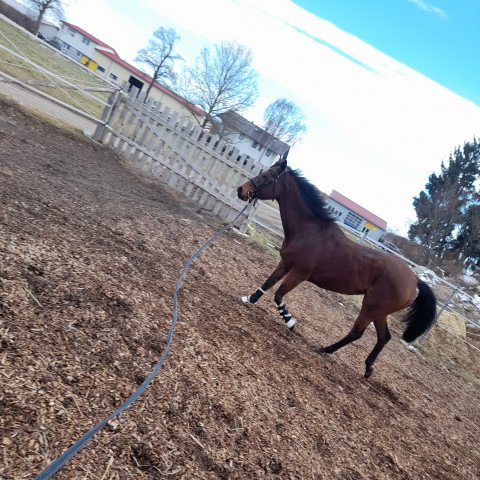 Zuchtstute Karlinga (Hannoveraner, 2005, von Groom Dancer xx)