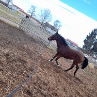 broodmare Karlinga (Hanoverian, 2005, from Groom Dancer xx)