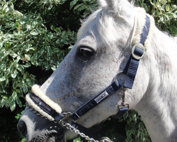 Zuchtstute Ballerine (Deutsches Reitpony, 1990, von Baron)