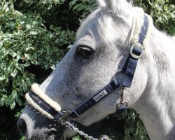 horse Ballerine (Deutsches Reitpony, 1990, from Baron)