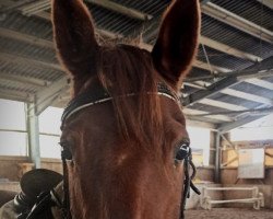 dressage horse Diamond M (unknown, 2015, from Don Juan M)