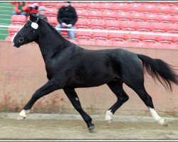 stallion Nemo (Heavy Warmblood, 2010, from Nomen)