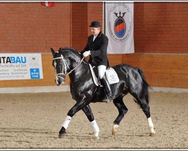 stallion Gregor (Sachs-door. Heavy Warmbl., 2004, from Gordon)