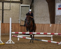 jumper Caesar (Hanoverian, 2008, from Castus I)