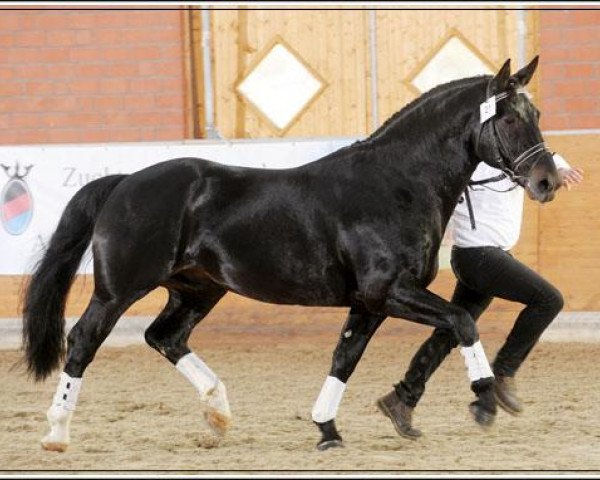 stallion Estephan (Sachs-door. Heavy Warmbl., 2006, from Epilog)